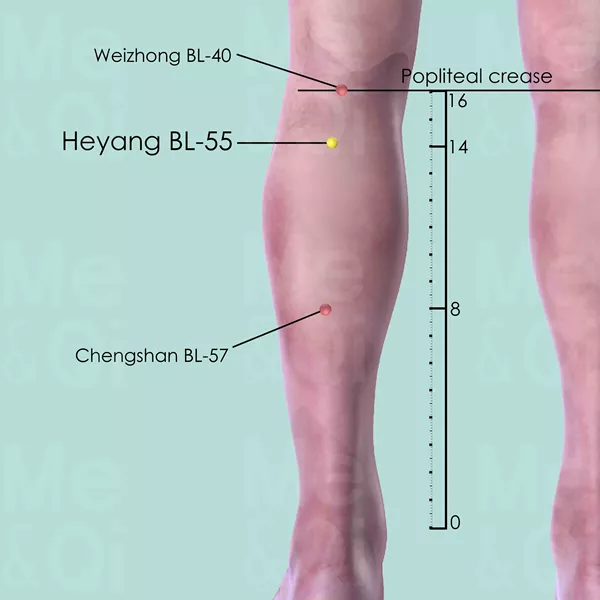 Heyang BL-55 - Skin view - Acupuncture point on Bladder Channel
