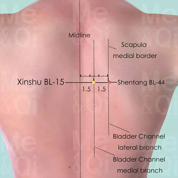 Xinshu BL-15 - Skin view - Acupuncture point on Bladder Channel