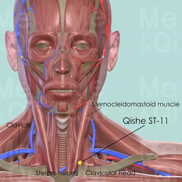 Qishe ST-11 - Muscles view - Acupuncture point on Stomach Channel