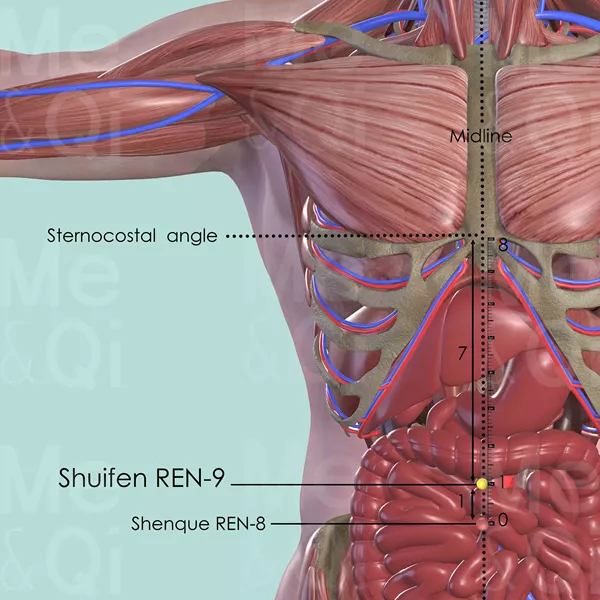 Shuifen REN-9 - Muscles view - Acupuncture point on Directing Vessel