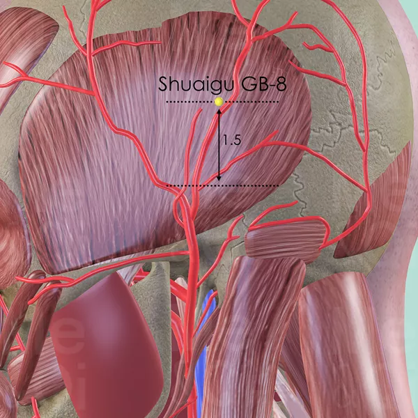 Shuaigu GB-8 - Muscles view - Acupuncture point on Gall Bladder Channel