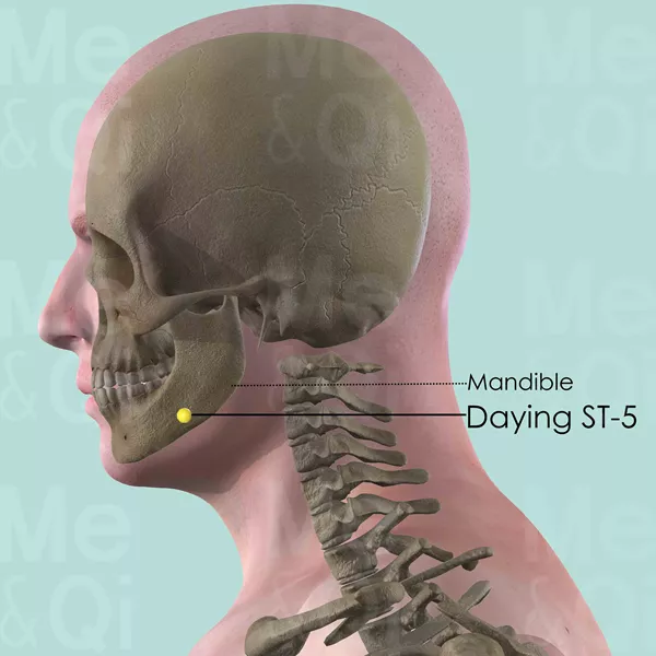 Daying ST-5 - Bones view - Acupuncture point on Stomach Channel