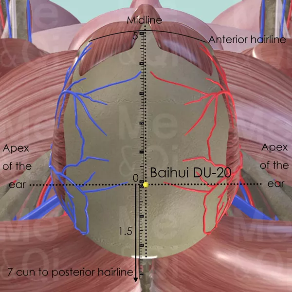 Baihui DU-20 - Muscles view - Acupuncture point on Governing Vessel