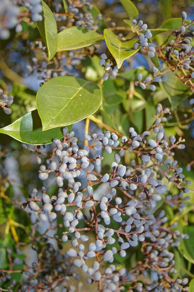 Nu Zhen Zi (Glossy privet fruits) plant