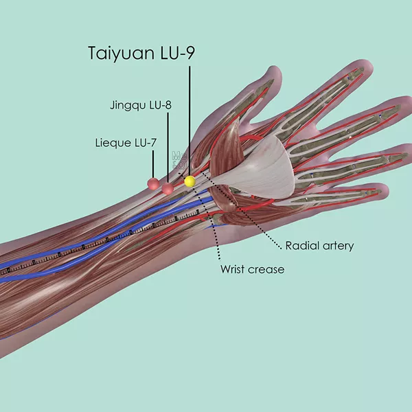 Taiyuan LU-9 - Muscles view - Acupuncture point on Lung Channel