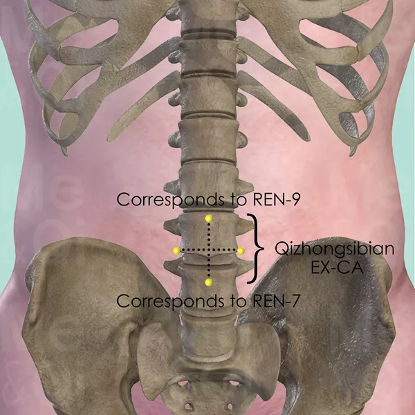 Qizhongsibian EX-CA - Bones view - Acupuncture point on Extra Points: Chest and Abdomen (EX-CA)