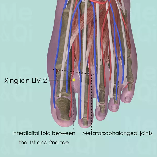 Xingjian LIV-2 - Muscles view - Acupuncture point on Liver Channel