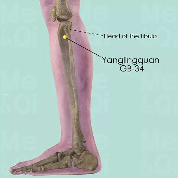 Yanglingquan GB-34 - Bones view - Acupuncture point on Gall Bladder Channel