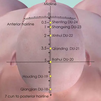 Governing  Vessel Primary pathway pathway