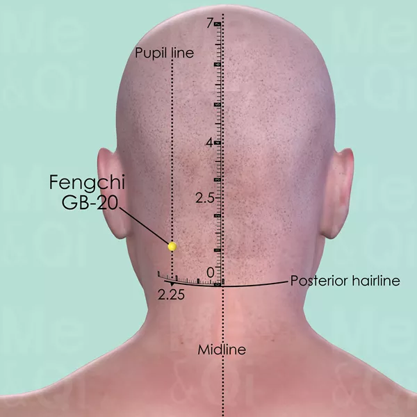 Fengchi GB-20 - Skin view - Acupuncture point on Gall Bladder Channel