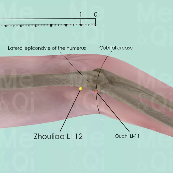 Zhouliao LI-12 - Bones view - Acupuncture point on Large Intestine Channel