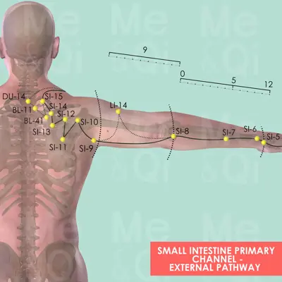 Small Intestine Primary Channel pathway
