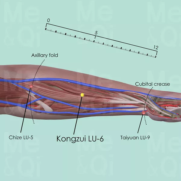 Kongzui LU-6 - Muscles view - Acupuncture point on Lung Channel