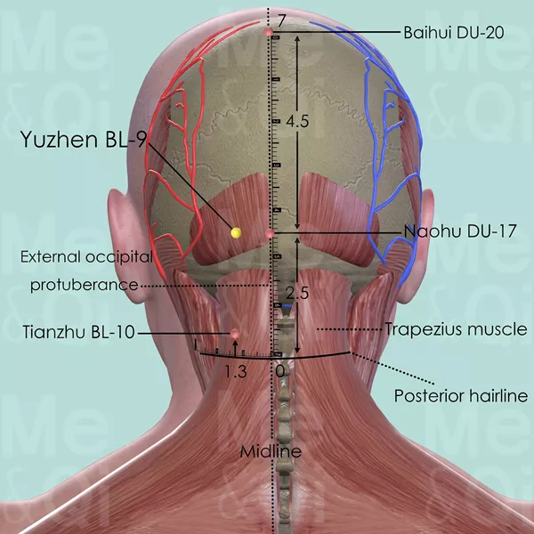 Yuzhen BL-9 - Muscles view - Acupuncture point on Bladder Channel