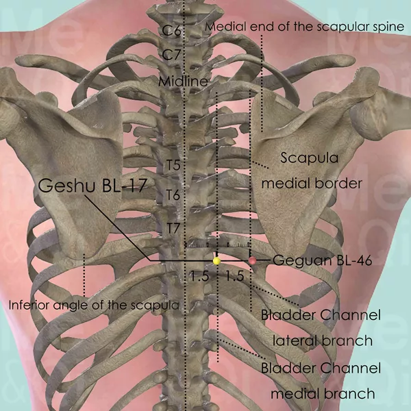 Geshu BL-17 - Bones view - Acupuncture point on Bladder Channel