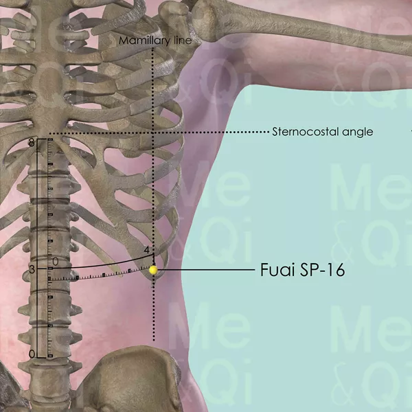 Fuai SP-16 - Bones view - Acupuncture point on Spleen Channel