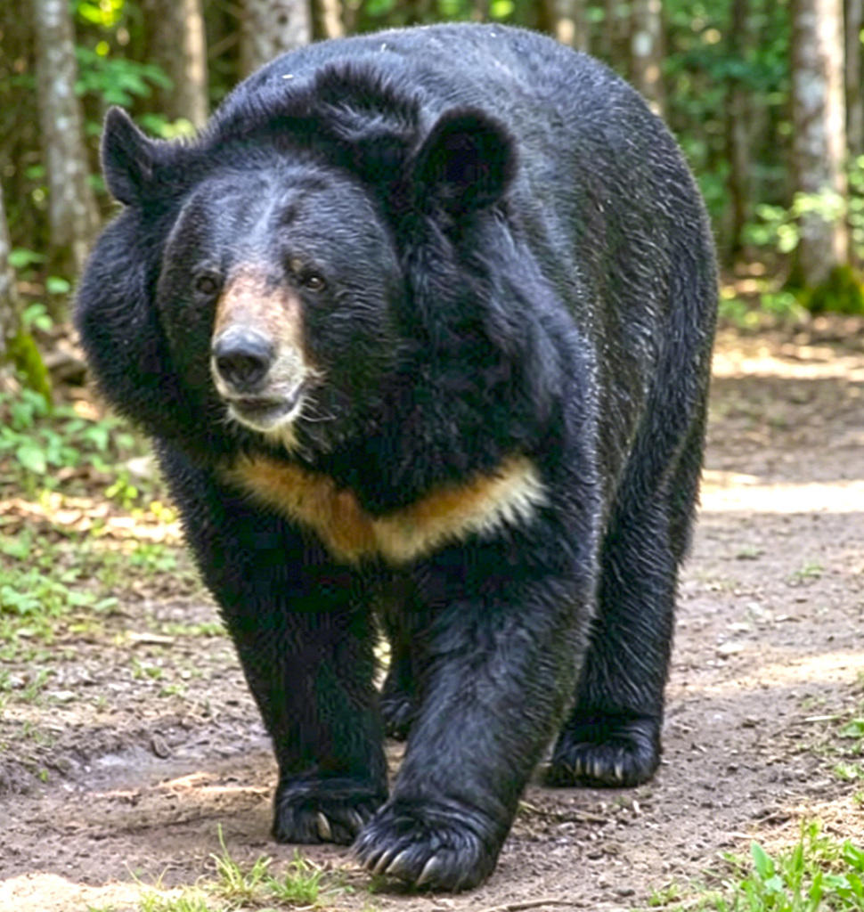 Xiong dan (Bear bile) plant
