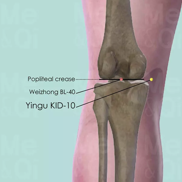 Yingu KID-10 - Bones view - Acupuncture point on Kidney Channel