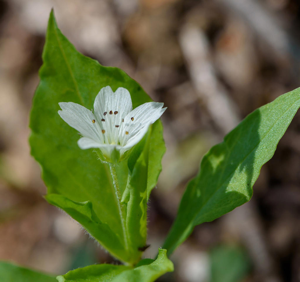 Tai Zi Shen (Pseudostellaria root (Prince ginseng)) plant