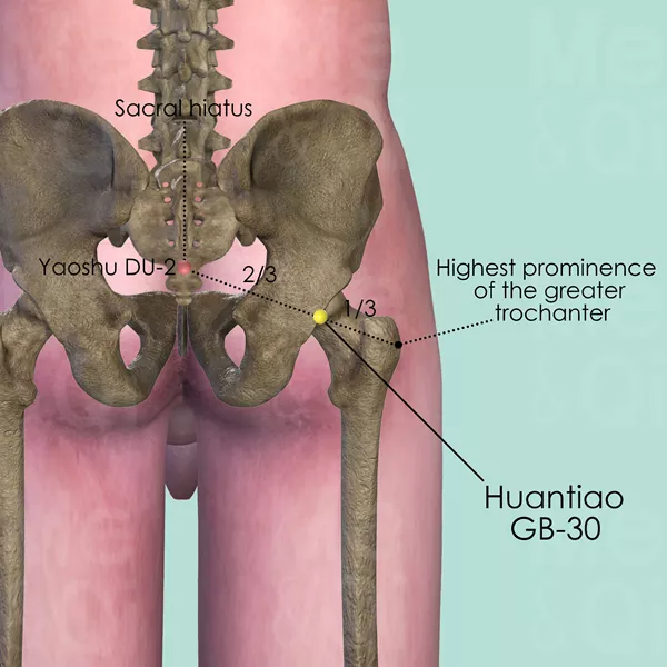 Huantiao GB-30 - Bones view - Acupuncture point on Gall Bladder Channel