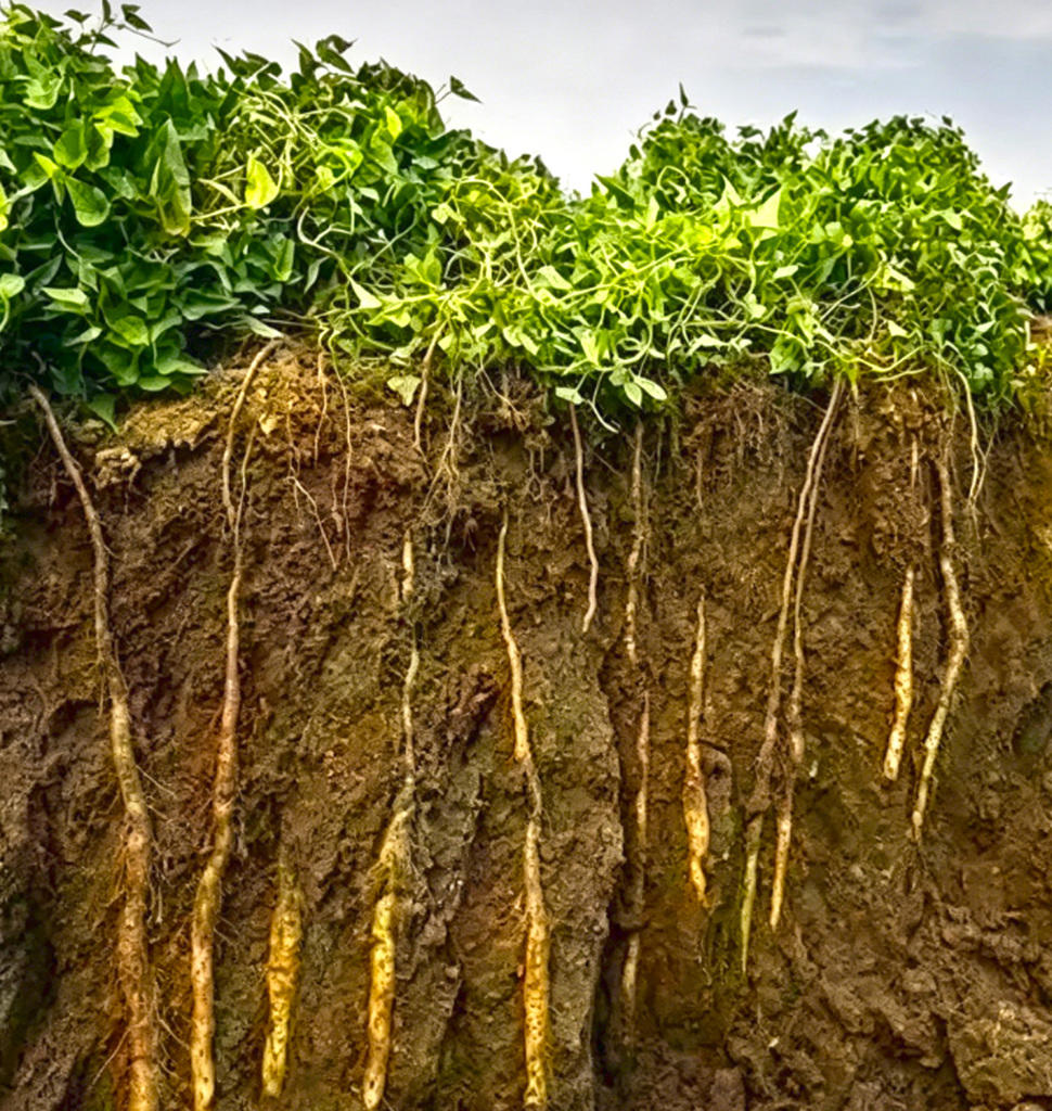 Shan Yao (Chinese yam) plant