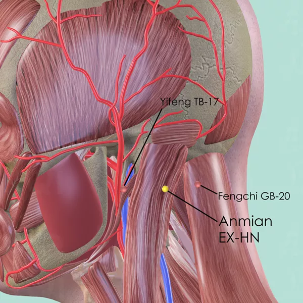 Anmian EX-HN - Muscles view - Acupuncture point on Extra Points: Head and Neck (EX-HN)