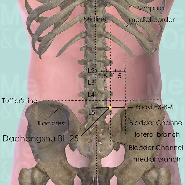 Dachangshu BL-25 - Bones view - Acupuncture point on Bladder Channel