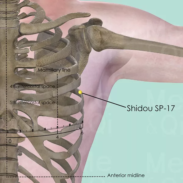 Shidou SP-17 - Bones view - Acupuncture point on Spleen Channel