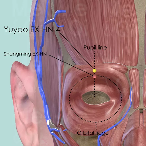 Yuyao EX-HN-4 - Muscles view - Acupuncture point on Extra Points: Head and Neck (EX-HN)