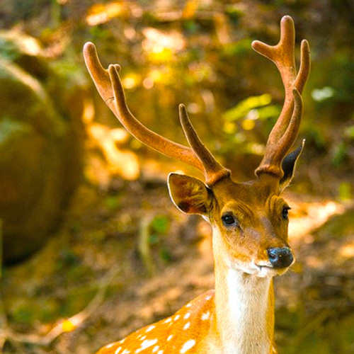 Lù Jiǎo (Deer antler) plant