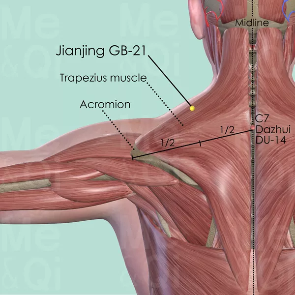 Jianjing GB-21 - Muscles view - Acupuncture point on Gall Bladder Channel
