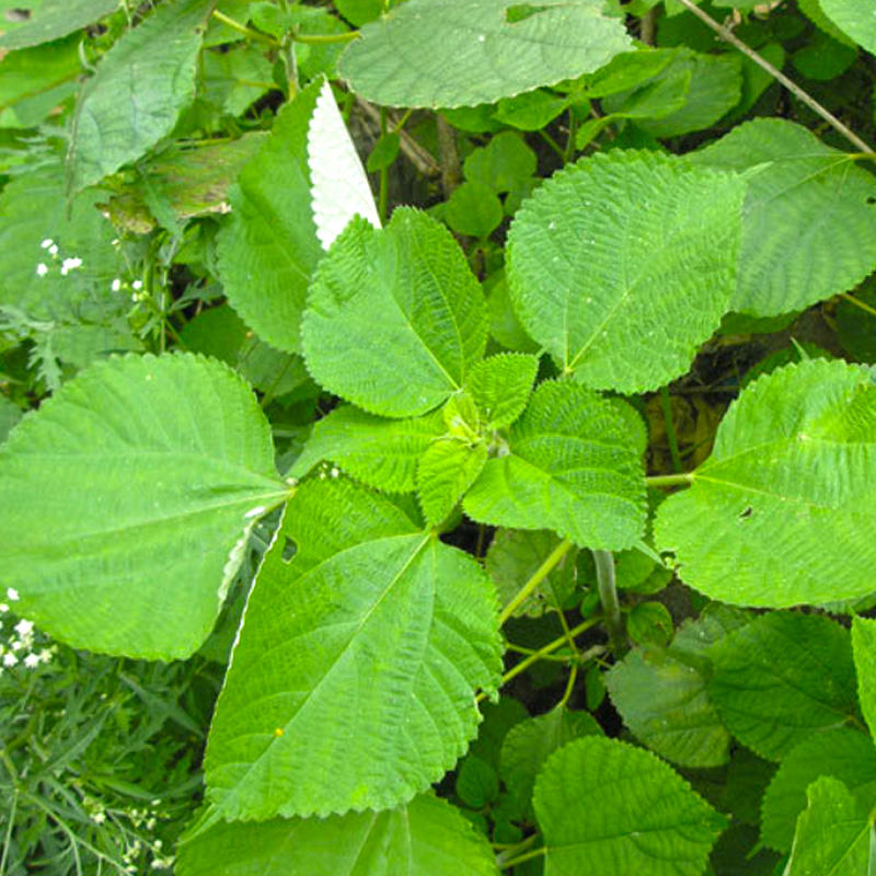 Zhu Ma Gen (Ramie root) plant