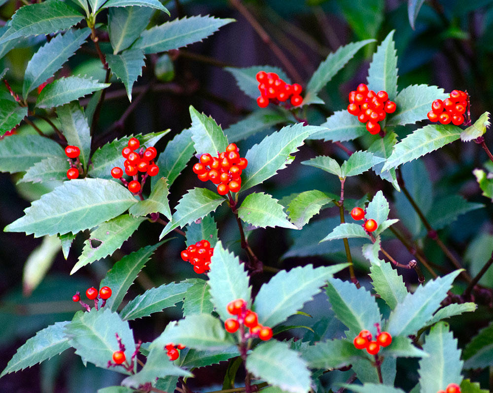 Ai Di Cha (Japanese Ardisia) plant
