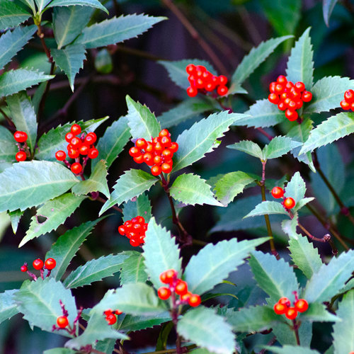 Ai Di Cha (Japanese Ardisia) plant