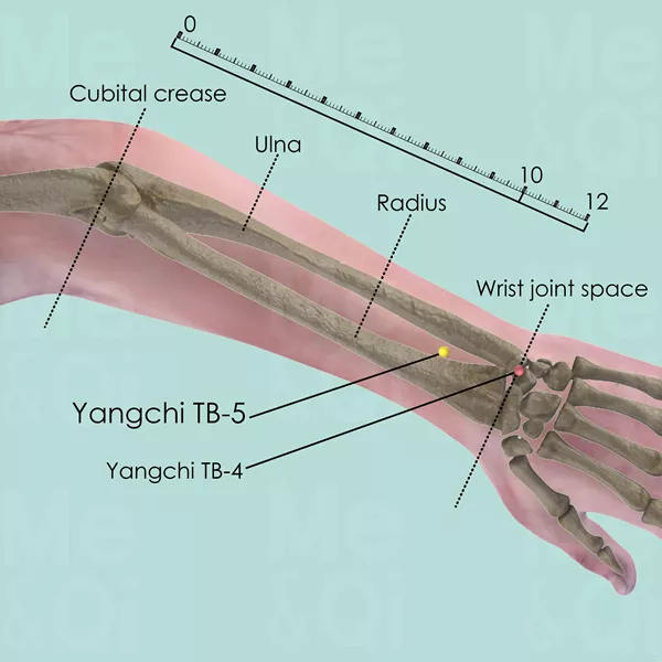 Waiguan TB-5 - Bones view - Acupuncture point on Triple Burner Channel
