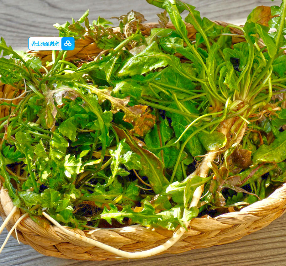 Jì Cài (Capsella) plant