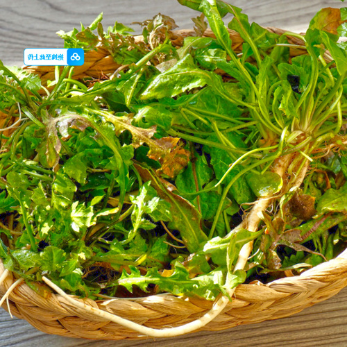 Jì Cài (Capsella) plant