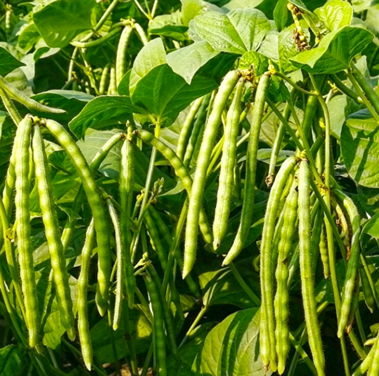 Lu Dou (Mung bean) plant