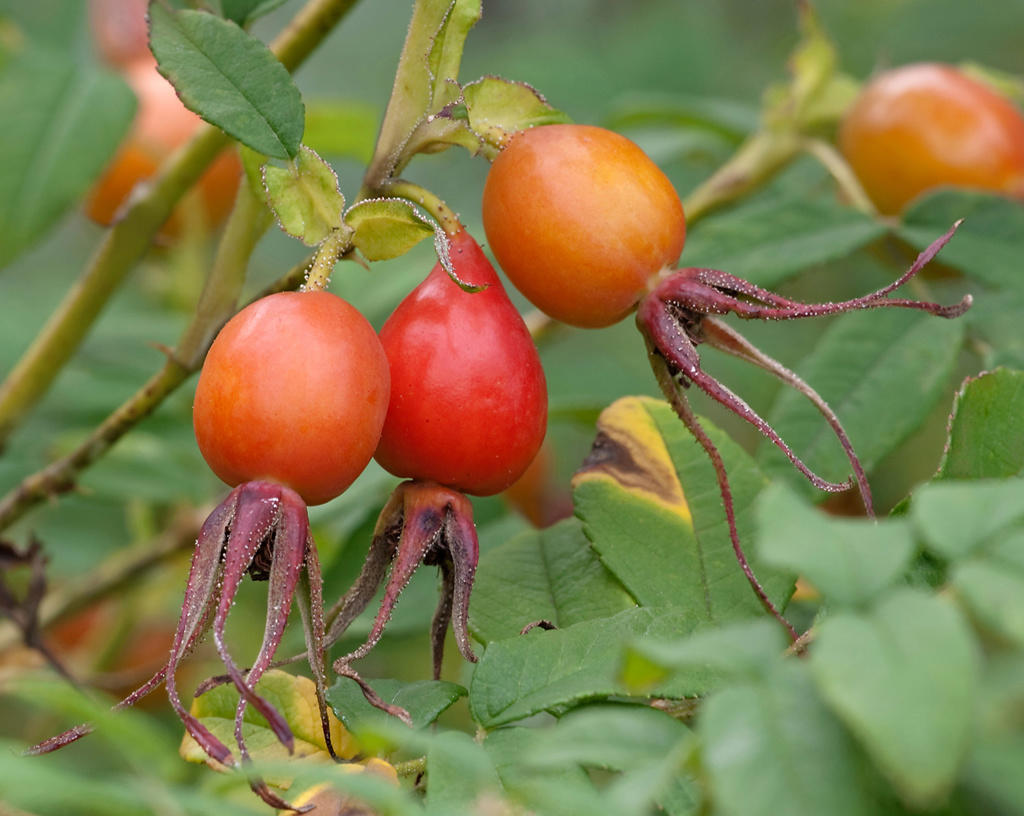 Ci Mei Guo (Dahurian rose fruit) plant
