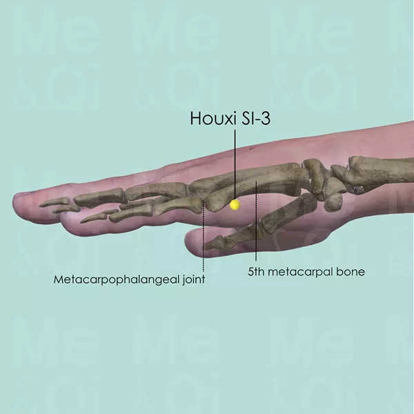 Houxi SI-3 - Bones view - Acupuncture point on Small Intestine Channel