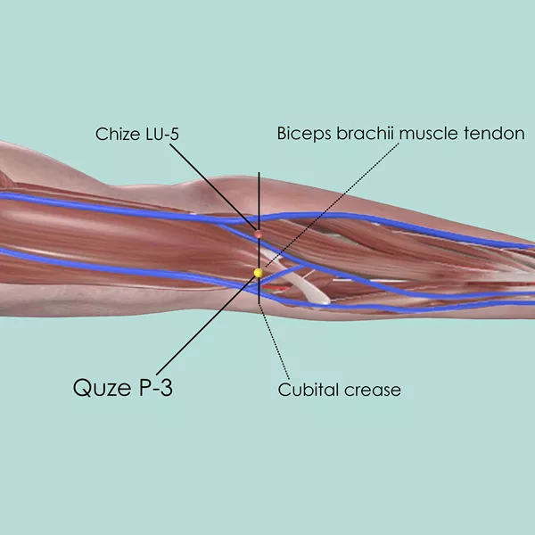 Quze P-3 - Muscles view - Acupuncture point on Pericardium Channel