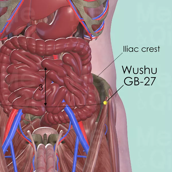 Wushu GB-27 - Muscles view - Acupuncture point on Gall Bladder Channel