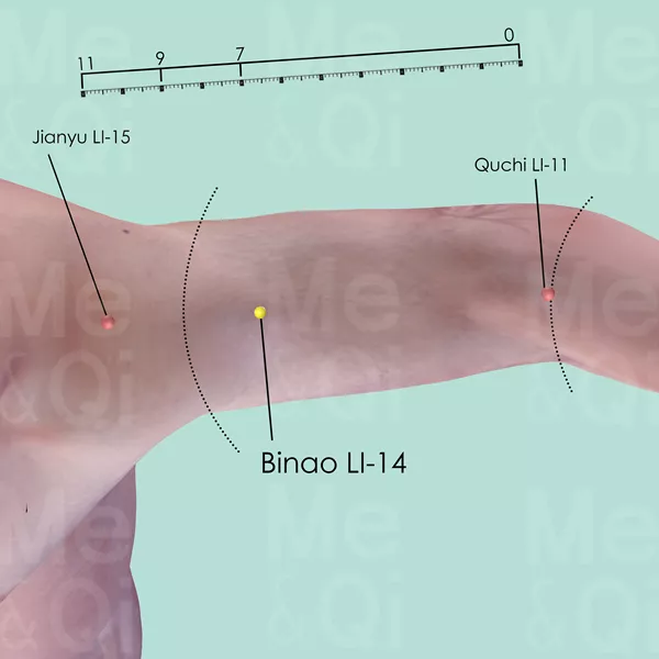 Binao LI-14 - Bones view - Acupuncture point on Large Intestine Channel