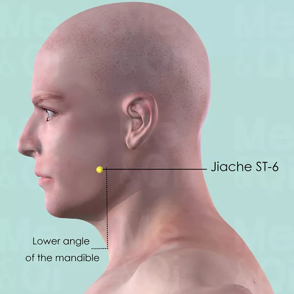 Jiache ST-6 - Skin view - Acupuncture point on Stomach Channel