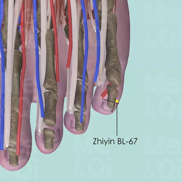 Zhiyin BL-67 - Muscles view - Acupuncture point on Bladder Channel