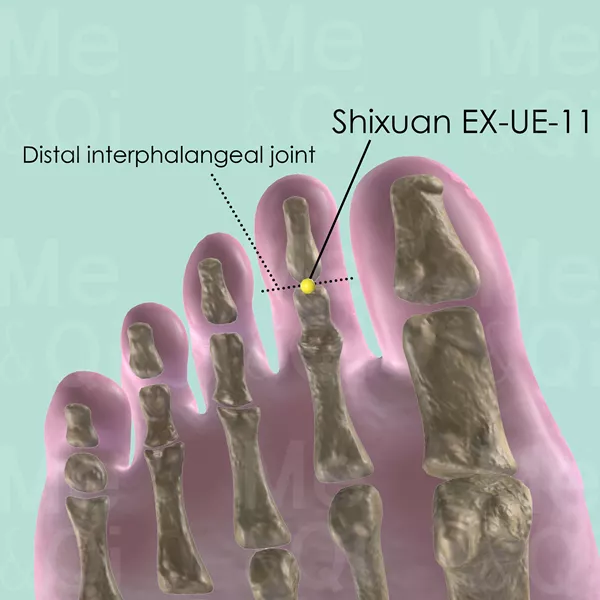 Duyin EX-LE-11 - Bones view - Acupuncture point on Extra Points: Lower Extremities (EX-LE)