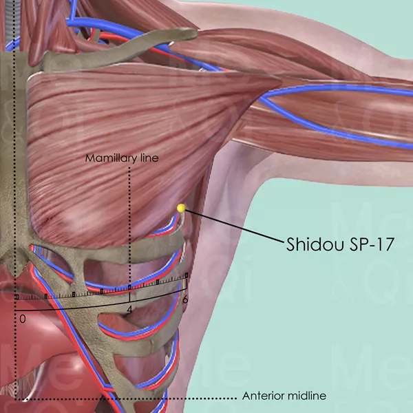 Shidou SP-17 - Muscles view - Acupuncture point on Spleen Channel