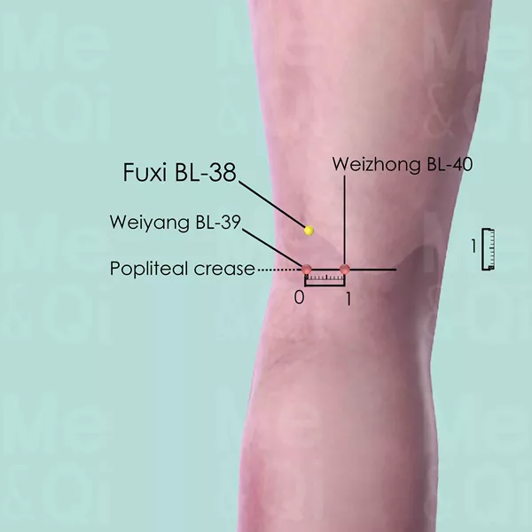 Fuxi BL-38 - Skin view - Acupuncture point on Bladder Channel