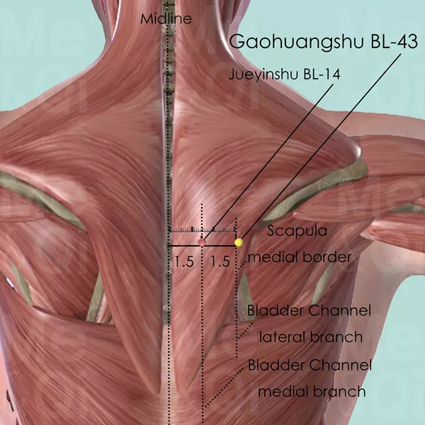 Gaohuangshu BL-43 - Muscles view - Acupuncture point on Bladder Channel