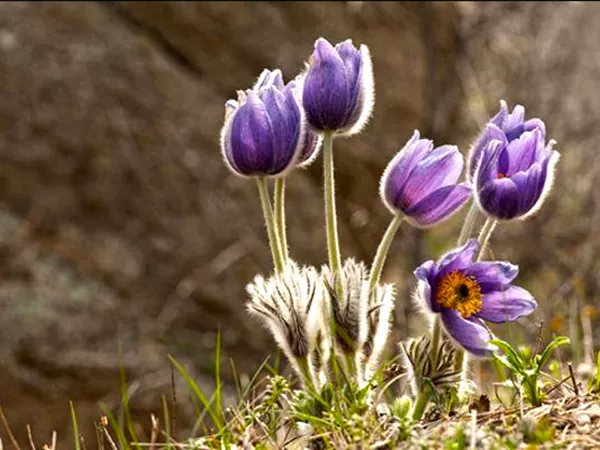 What the Chinese Pulsatilla Root plant looks like